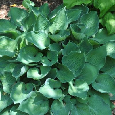 Hosta 'Punky'